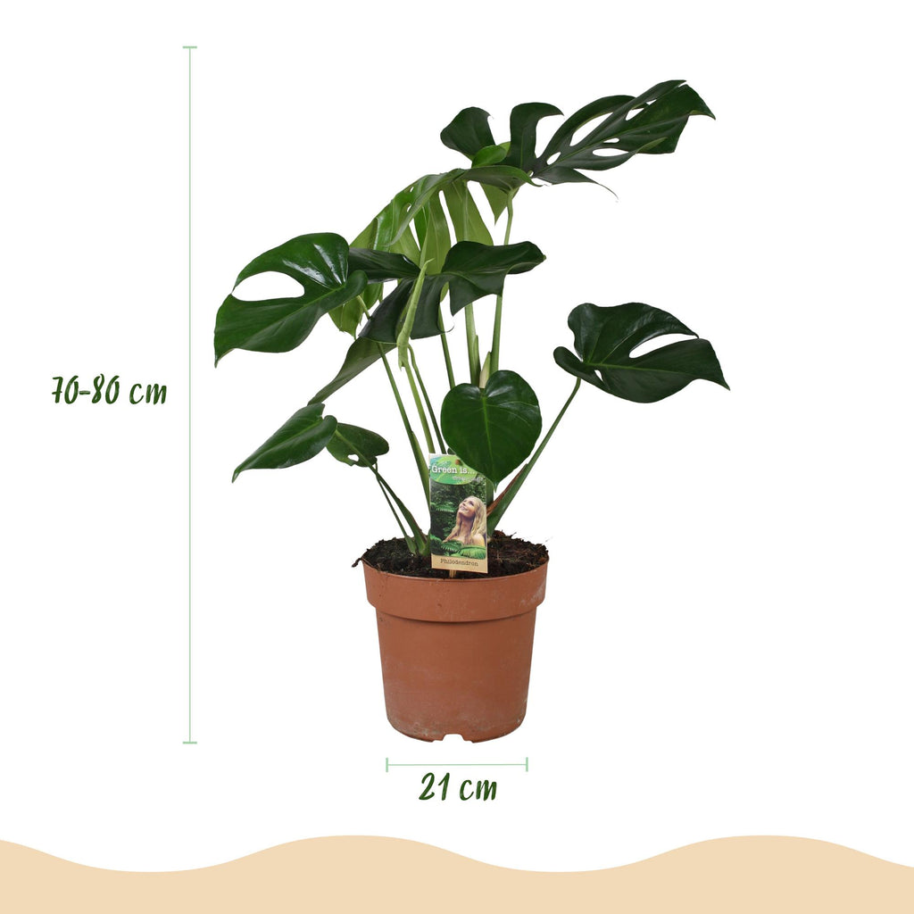 Green BoutiQ - Green is... Kamerplanten - Monstera Deliciosa - Gatenplant - Weinig onderhoud - Groen - 1 Plant - Pot 21cm - Hoogte 70-80cm
