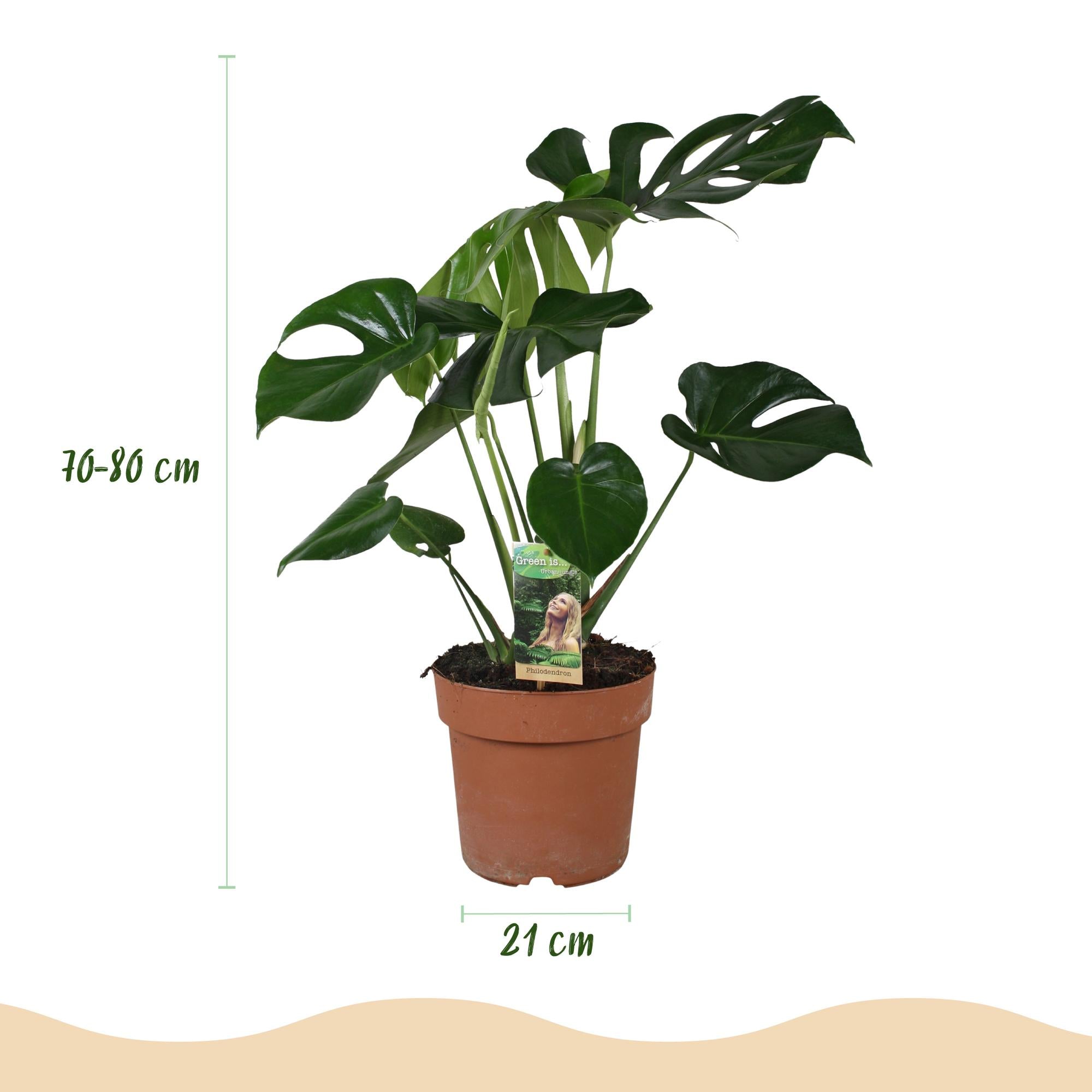 Green BoutiQ - Green is... Kamerplanten - Monstera Deliciosa - Gatenplant - Weinig onderhoud - Groen - 1 Plant - Pot 21cm - Hoogte 70-80cm