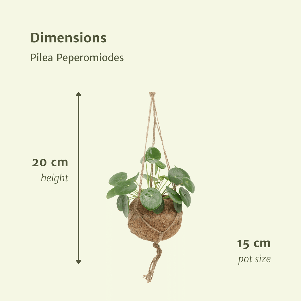 2x Kokodama Pilea Peperomiodes - Pannekoekenplant - 20cm - ø15