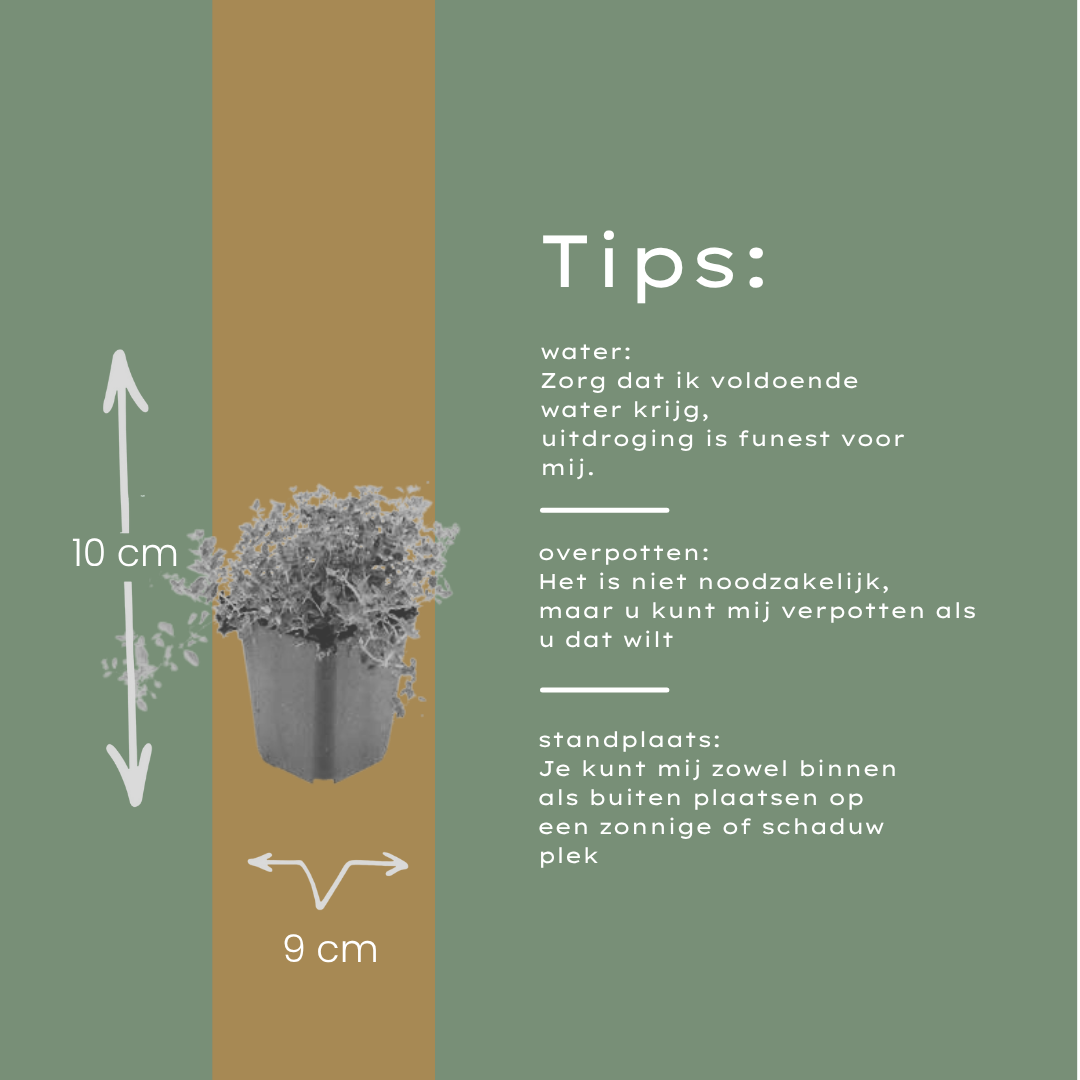 24x thymus serpyllum - ↕10-25cm - Ø9cm