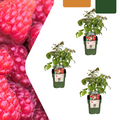 3 x biologische frambozenplanten - Ø 13 cm - ↨ 20 cm