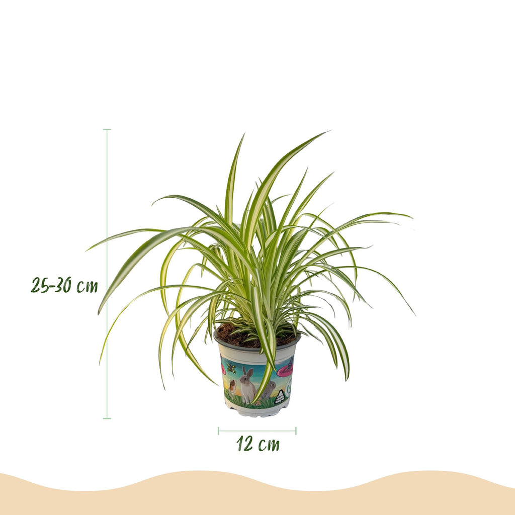 Green boutiQ - Kamerplant - Chlorophytum comosum Variegatum - Kattengras - Huisdiervriendelijk - Bont - 2 Planten - Pot 12cm - Hoogte 25-30cm