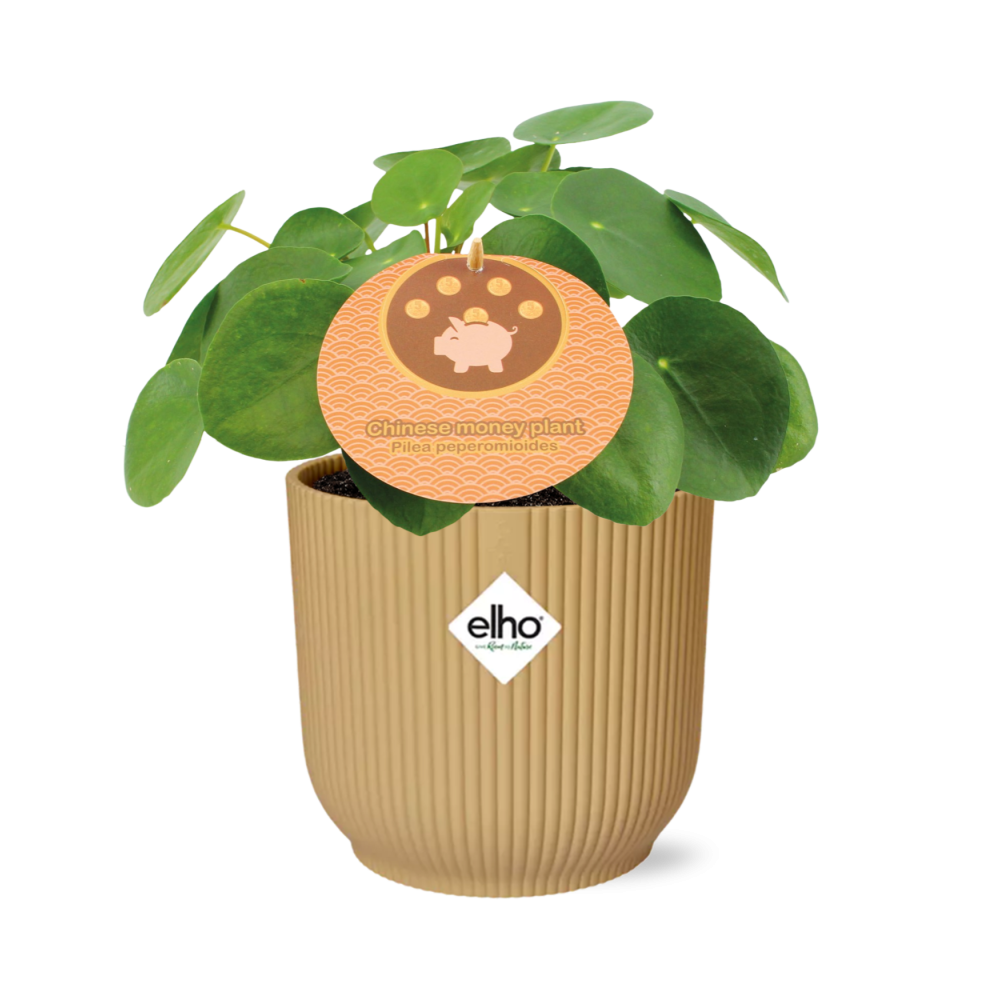 Pilea Peperomioides 12cm in ELHO Vibes Fold 14cm geel
