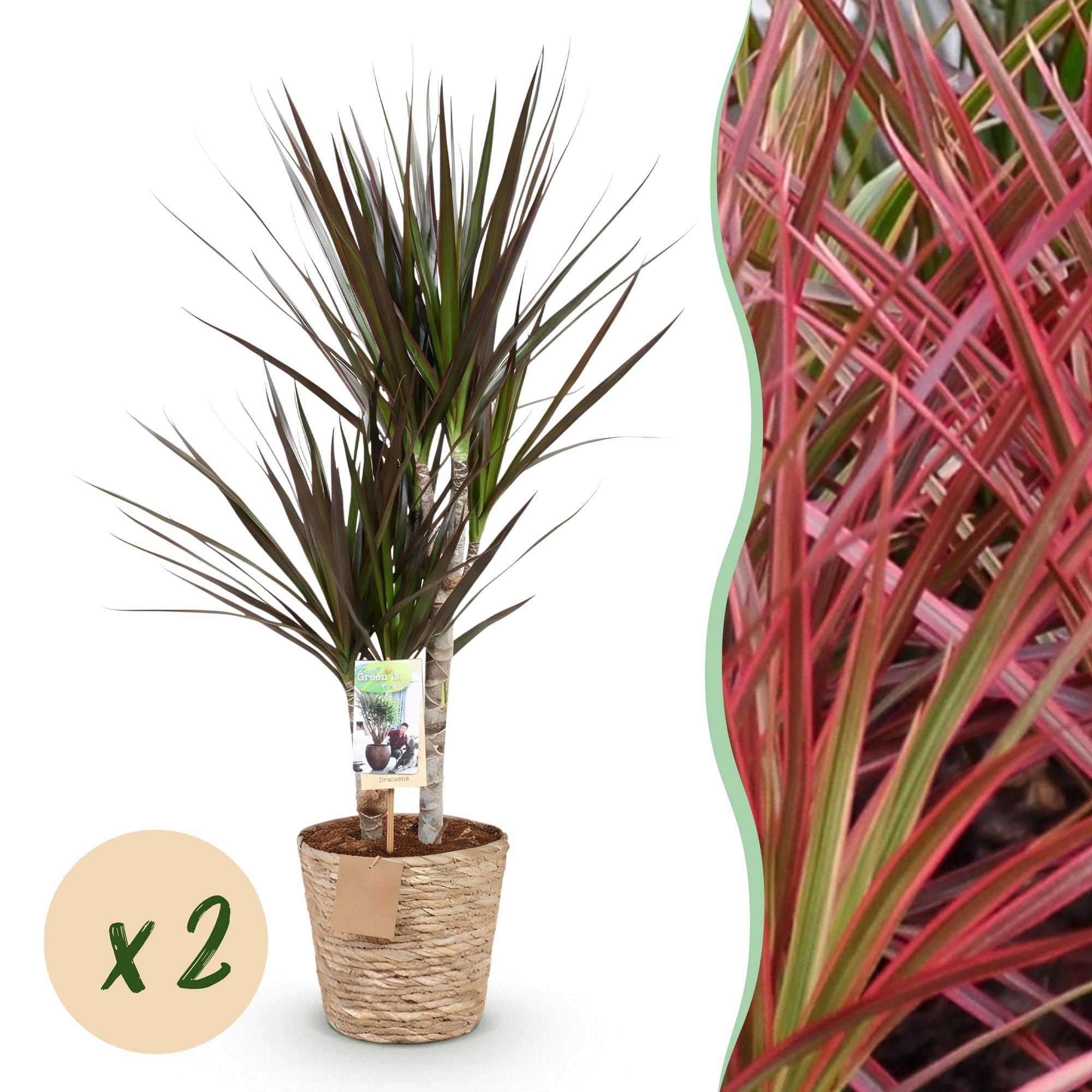 Green BoutiQ - Green is... Kamerplanten - Dracaena Magenta - Drakenbloedboom - Weinig onderhoud - met mand - Groen - 2 Planten - Pot 17cm - Hoogte 70-80cm