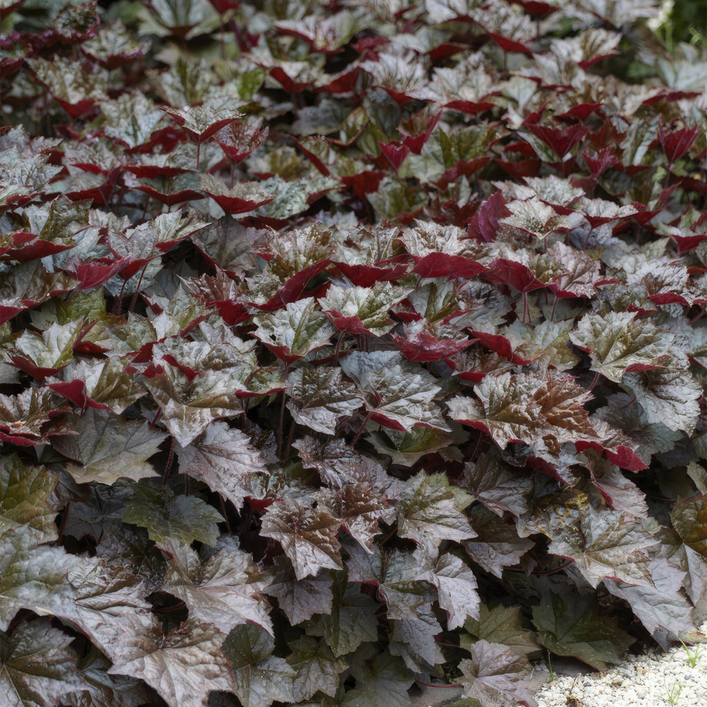 48x Heuchera mic. 'Palace Purple' - ↕10-25cm - Ø9cm