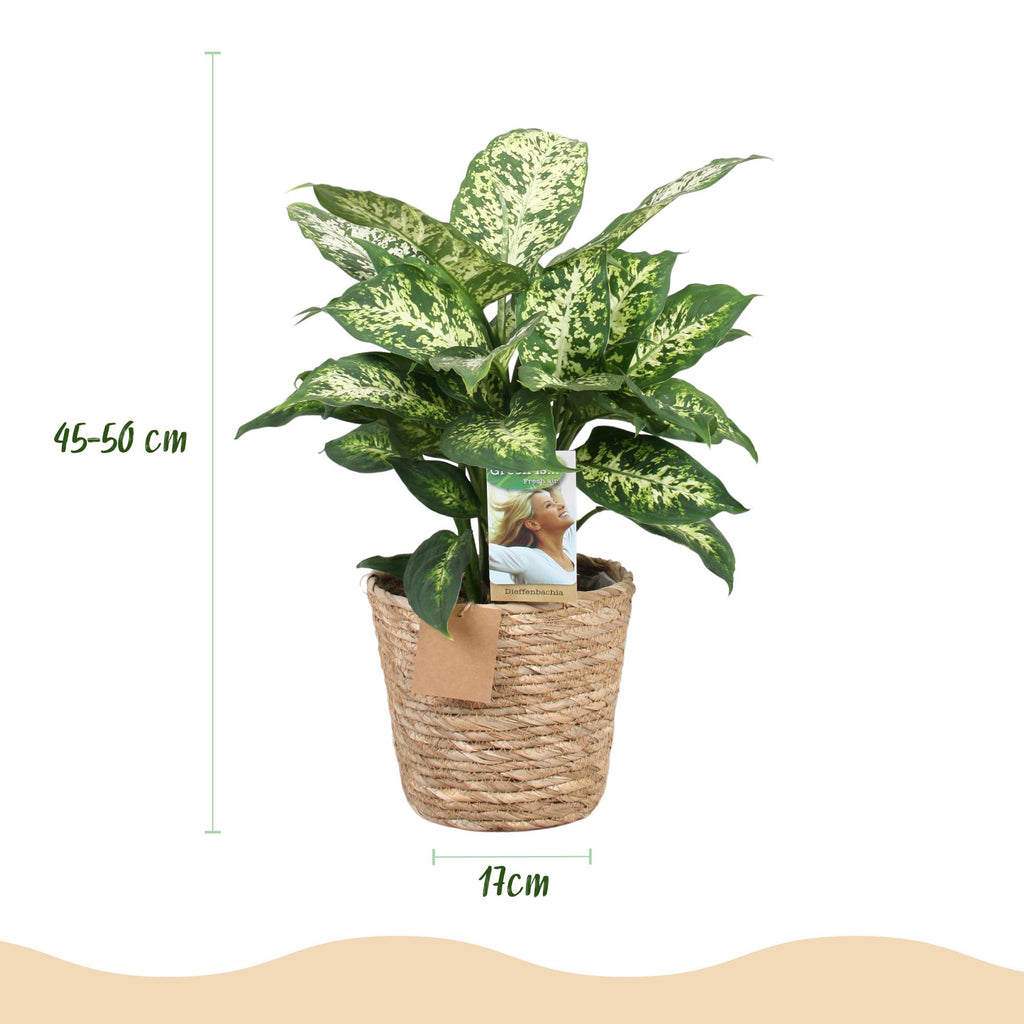Green BoutiQ - Green is... Kamerplanten - Diefenbachia Compacta - Dieffenbachia - Weinig onderhoud - met mand - Groen - 2 Planten - Pot 17cm - Hoogte 45-50cm