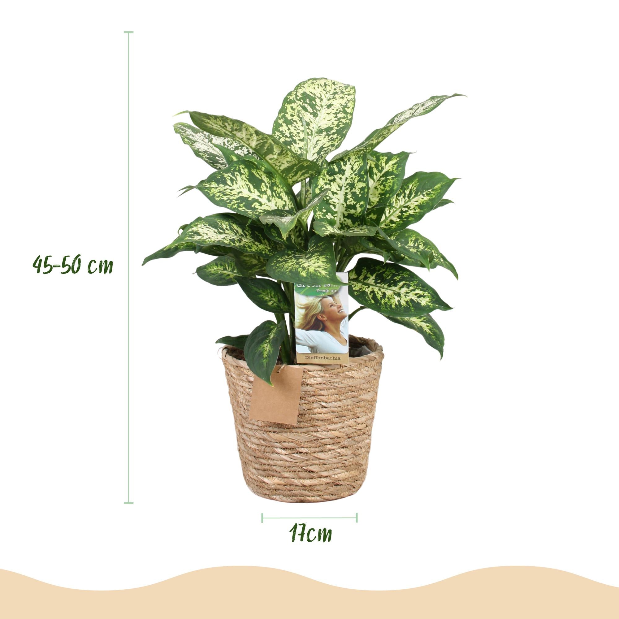 Green BoutiQ - Green is... Kamerplanten - Diefenbachia Compacta - Dieffenbachia - Weinig onderhoud - met mand - Groen - 2 Planten - Pot 17cm - Hoogte 45-50cm