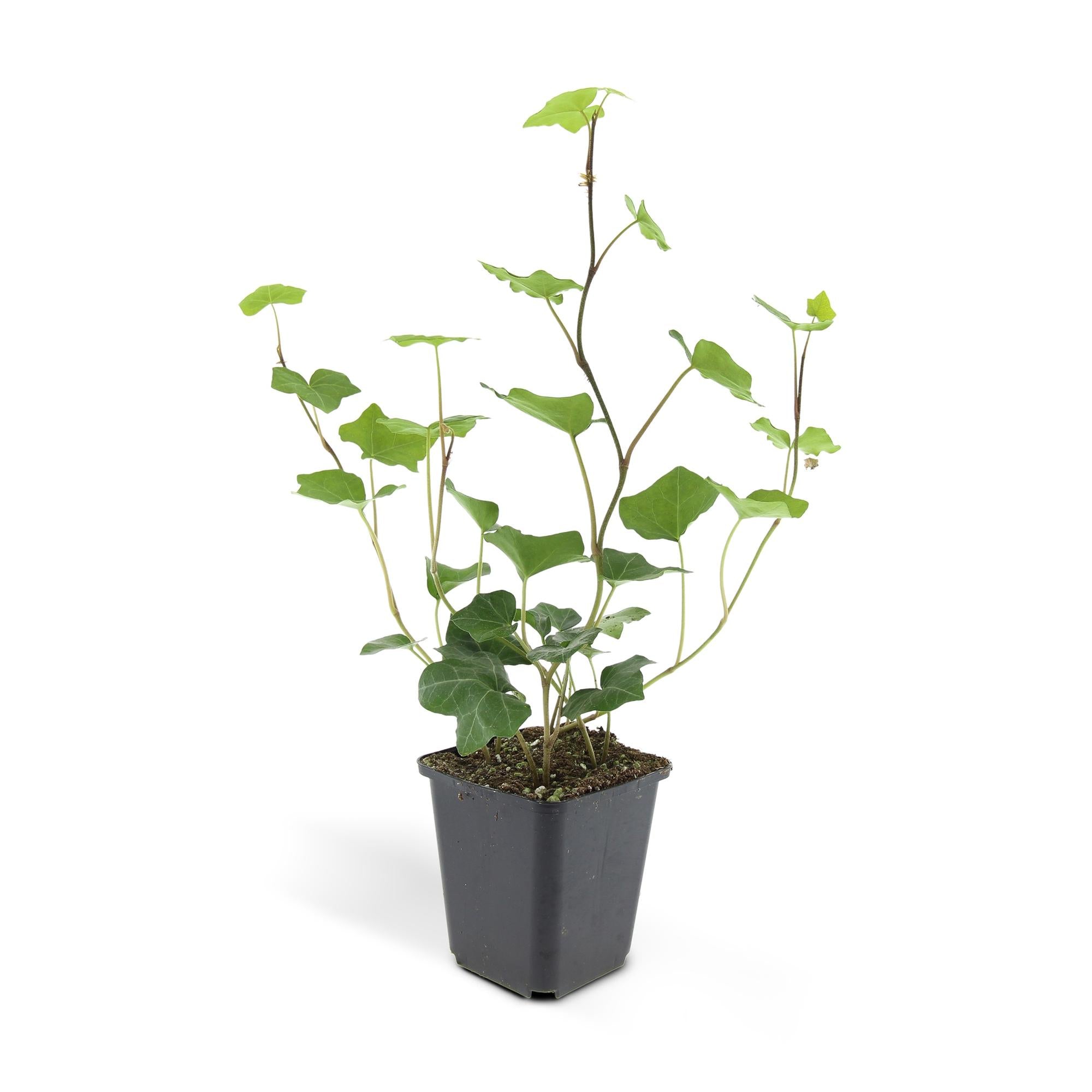 48x Hedera Hibernica - ↕10-25cm - Ø9cm