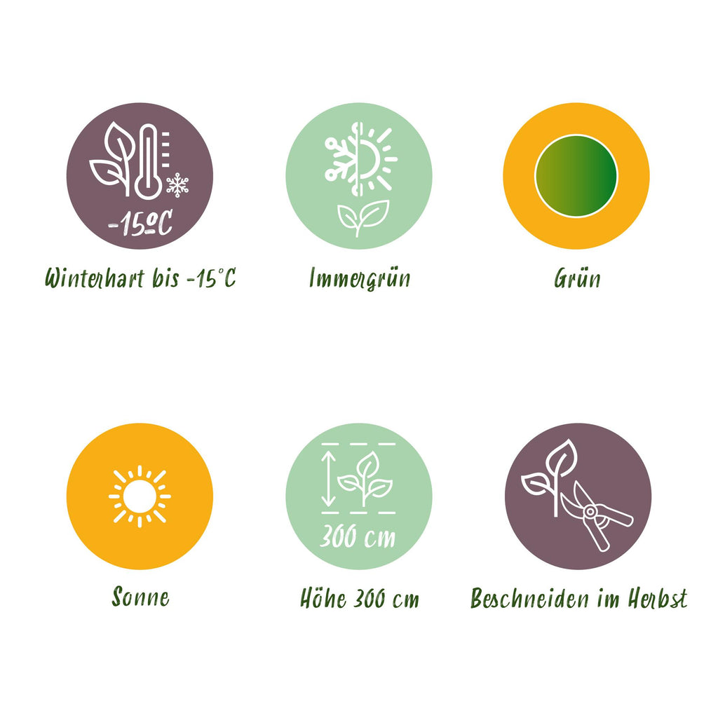 Green boutiQ - Fruitplant - Bananen plant - Musa Basjoo - Winterhard - 6 planten - Pot 17cm Hoogte 40cm