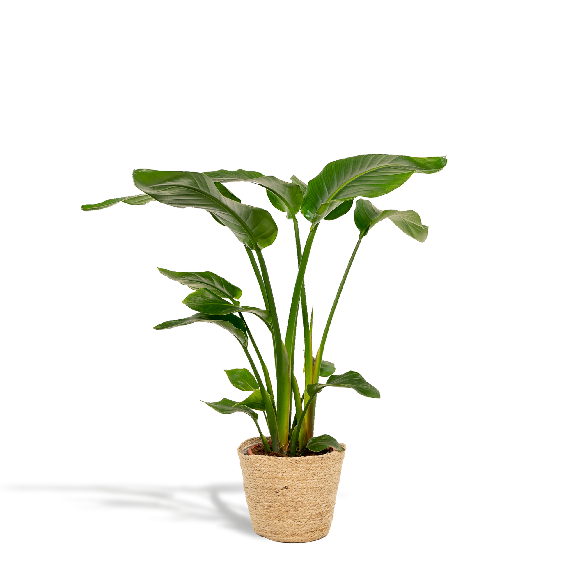 Strelitzia Nicolai - Ø19cm - ↕90cm + Mand Selin