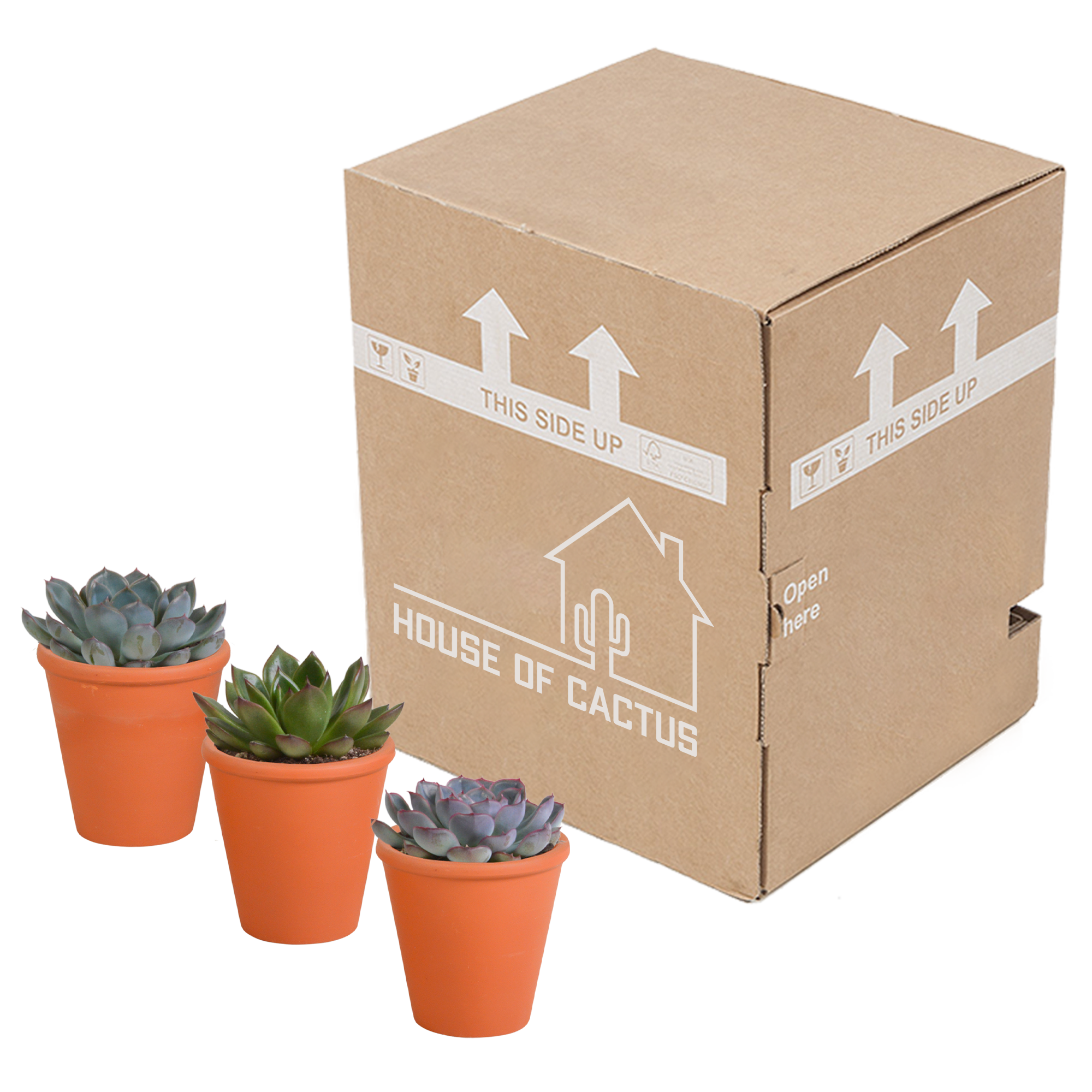 Echeveria mix 8.5 cm - 3x - in terracotta pot