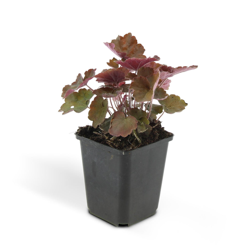 48x Heuchera mic. 'Palace Purple' - ↕10-25cm - Ø9cm