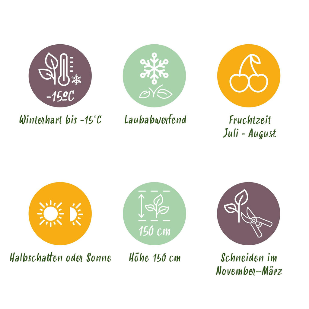 Green boutiQ - Fruitplant - Braam - Rubus Thornfree Evergreen - Zwarte Braam - Doornloos - 2 planten -  Pot 11cm Hoogte 40cm