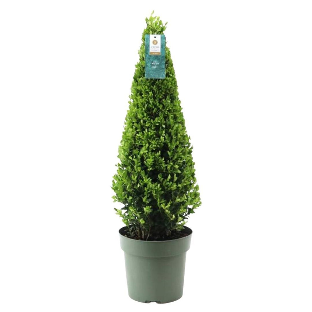 1x Ilex piramide 55 cm hoog |  Ø  21 cm