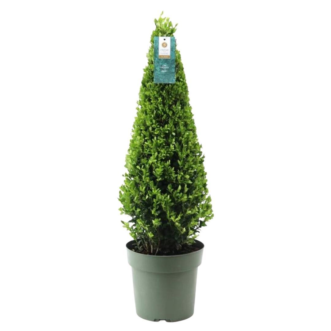 1x Ilex piramide 55 cm hoog |  Ø  21 cm