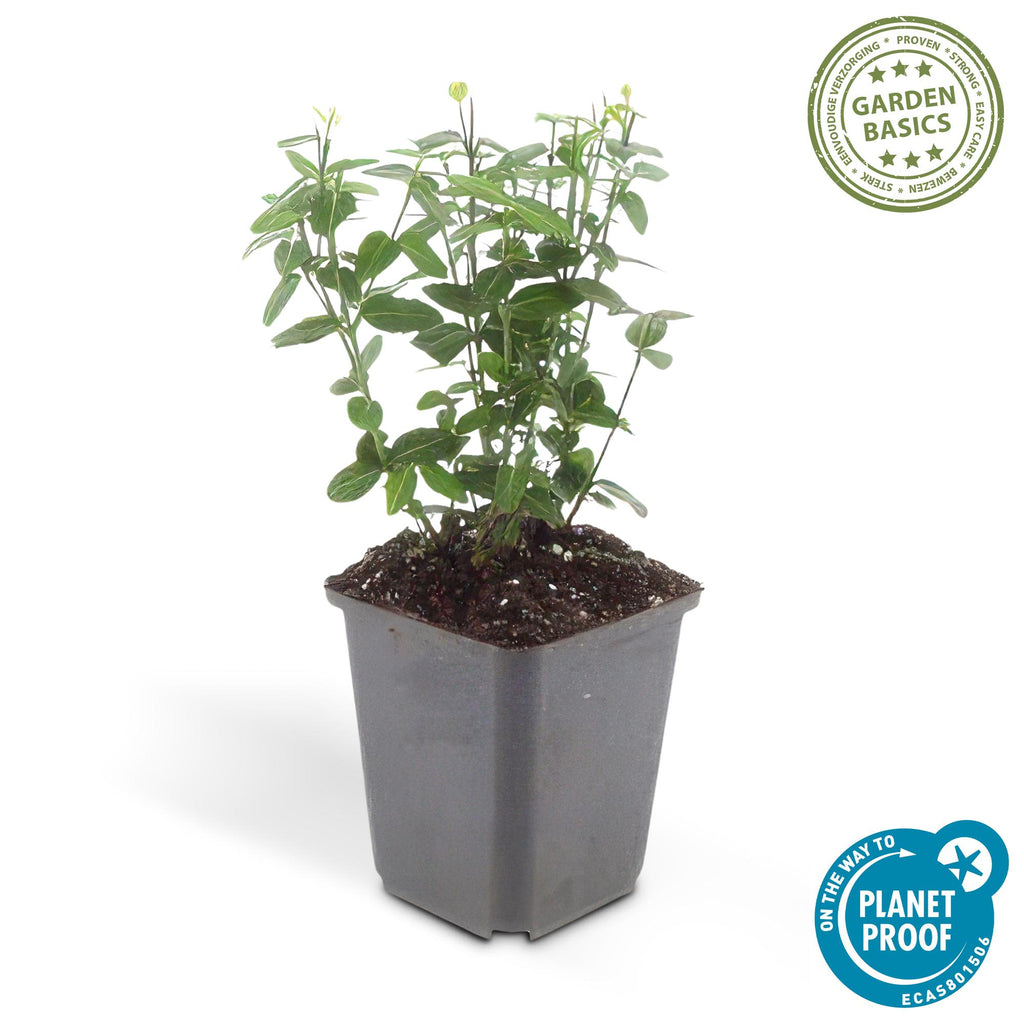 24x Euonymus fortunei radicans - ↕10-25cm - Ø9cm