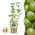 Green boutiQ - Fruitplanten - Kruisbes - Ribes uva-crispa Hinnonmaki Grun - Winterhard - 6 Planten - Pot 9 cm - Groene Bes