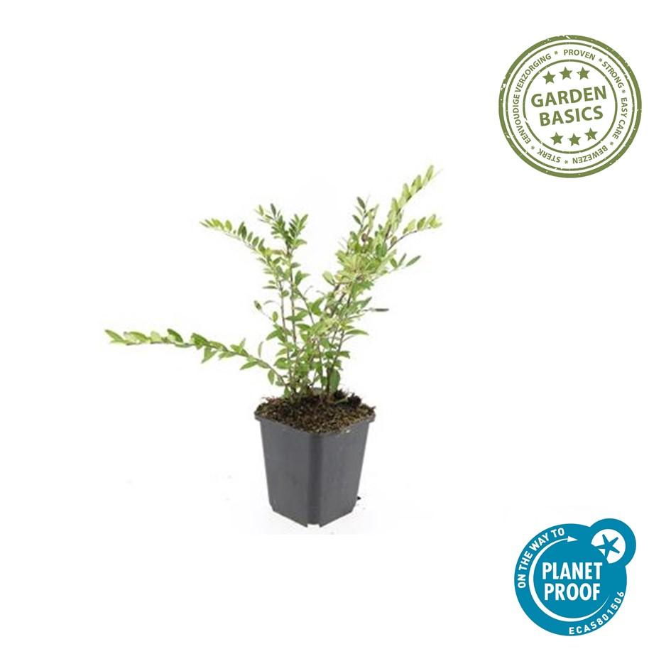 20x Lonicera pileata 'Purple Pearl' - ↕10-25cm - Ø9cm