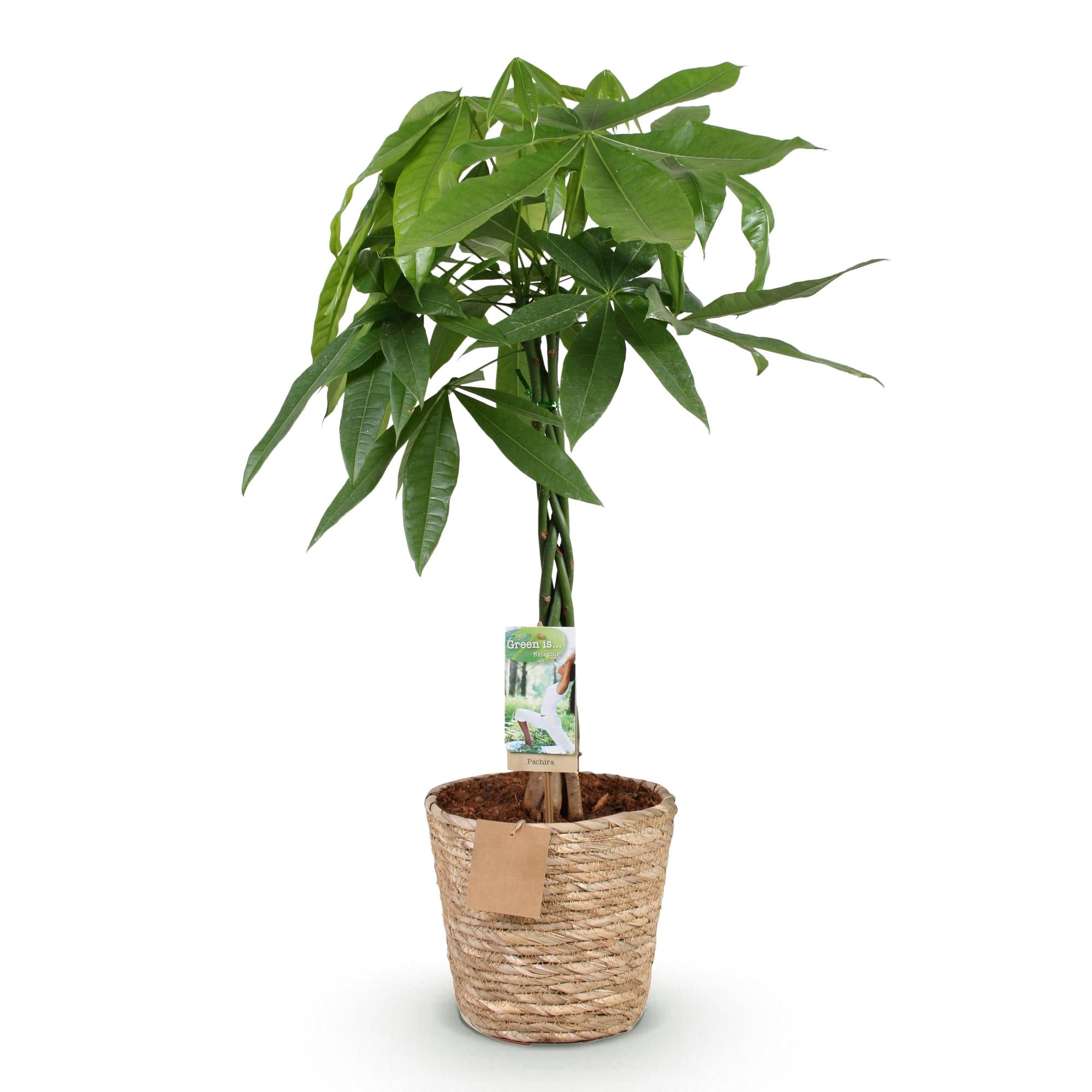 Green BoutiQ - Green is... Kamerplanten - Pachira Aquatica gevlochten stam - Geldboom - Weinig onderhoud - met mand - Groen - 1 Plant - Pot 21cm - Hoogte 80-90cm