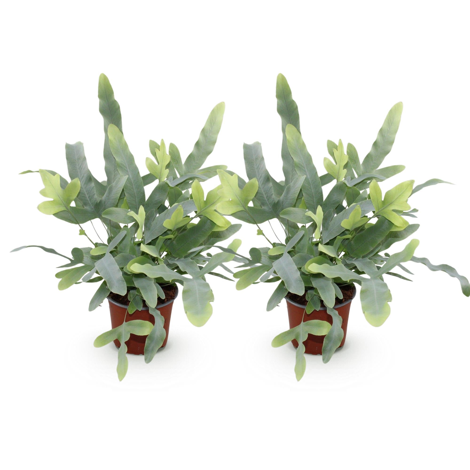 Green boutiQ - Kamerplant - Phlebodium aureum Blue Star - Blauwe Varen - Huisdiervriendelijk - Blauw - 2 Planten - Pot 12cm - Hoogte 25-30cm