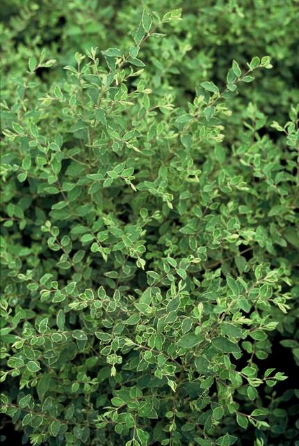 48x Symphoricarpos ch. 'Hancock' - ↕10-25cm - Ø9cm