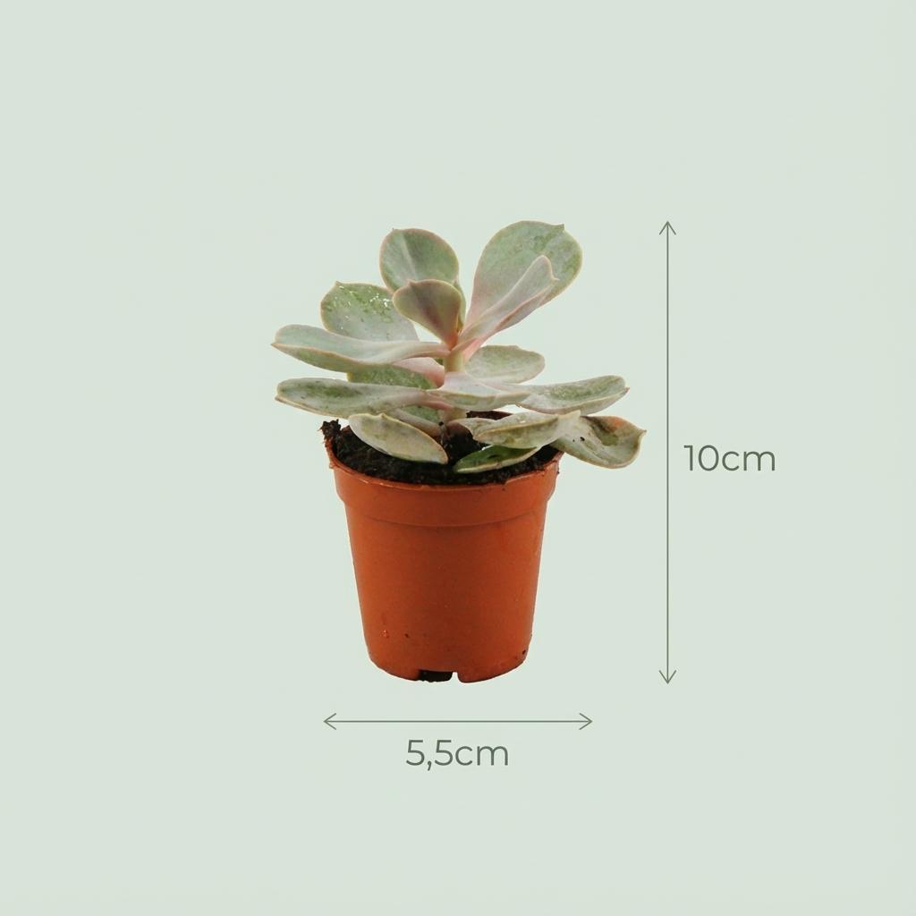 Mini Succulenten Mix - 30 Stuks - Ø 5,5 cm - Hoogte: 5-10 cm