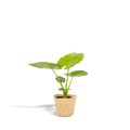 Alocasia Macrorrhiza - Ø19cm - ↕70cm + Mand Selin