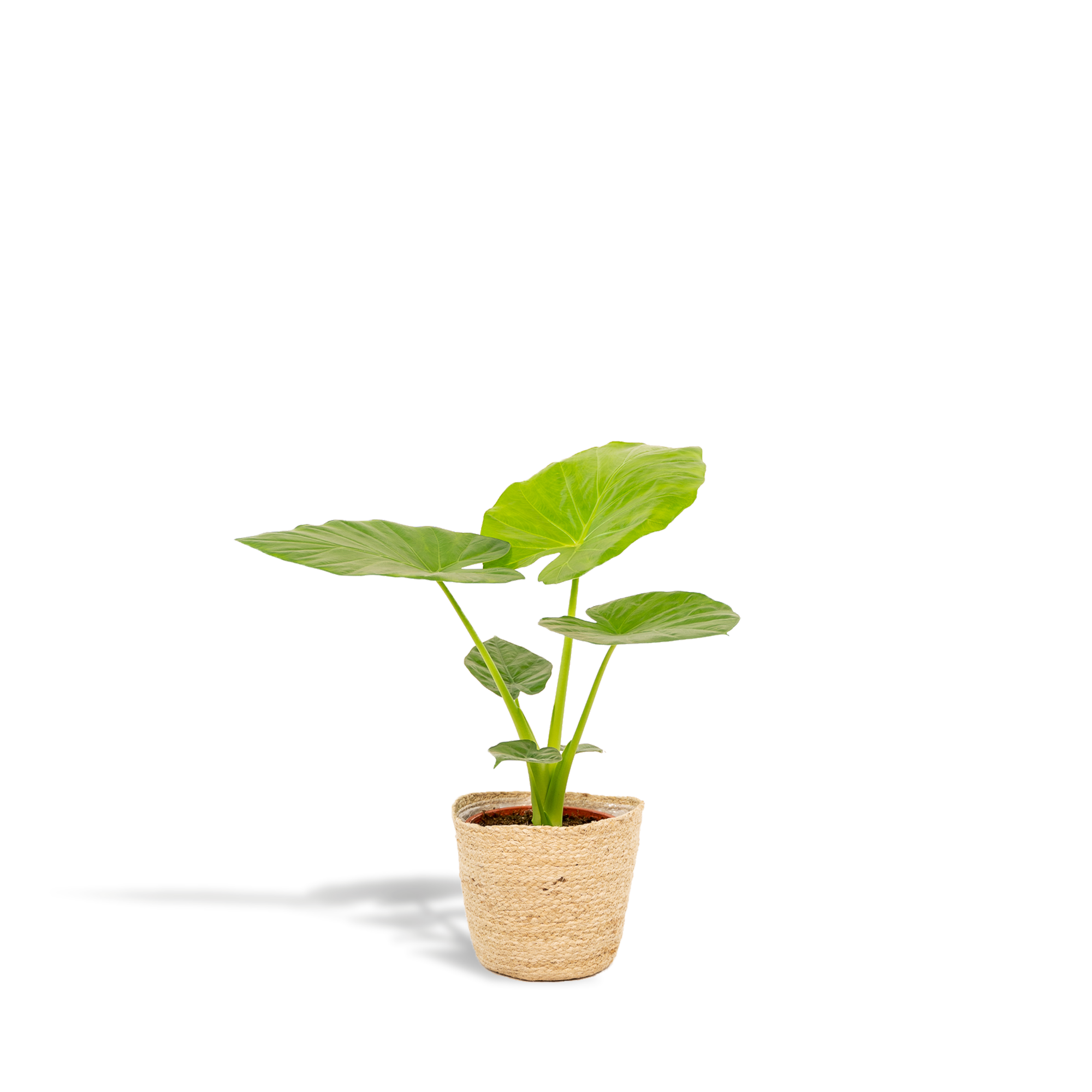 Alocasia Macrorrhiza - Ø19cm - ↕70cm + Mand Selin