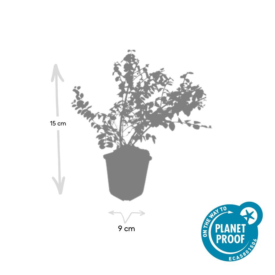 20x Symphoricarpos ch. 'Hancock' - ↕10-25cm - Ø9cm