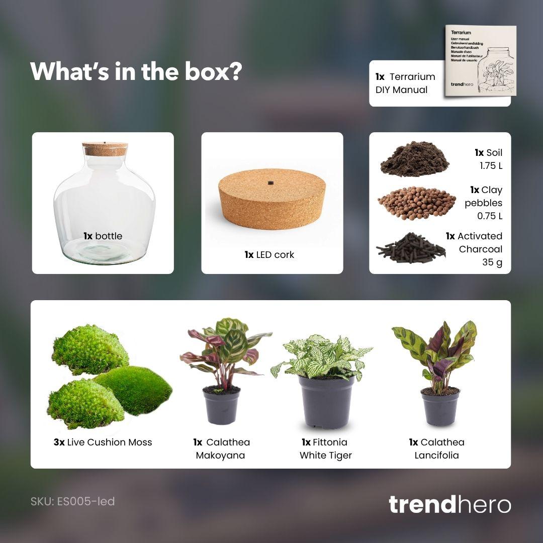 DIY Planten terrarium met licht -  Fat Joe - Ø 29 cm ↑ 30 cm - No tools