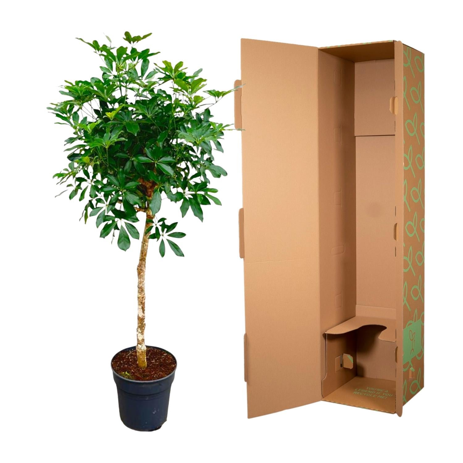 Schefflera op stam - 170cm - ø30