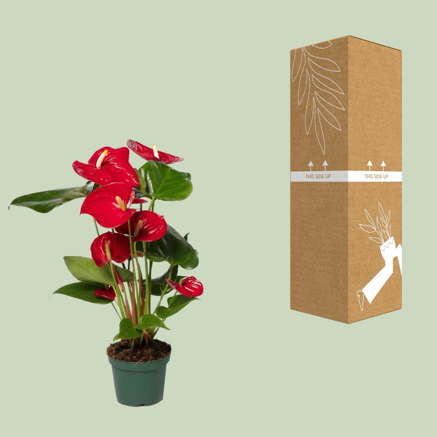 Anthurium Red - Ø12cm - ↕40cm