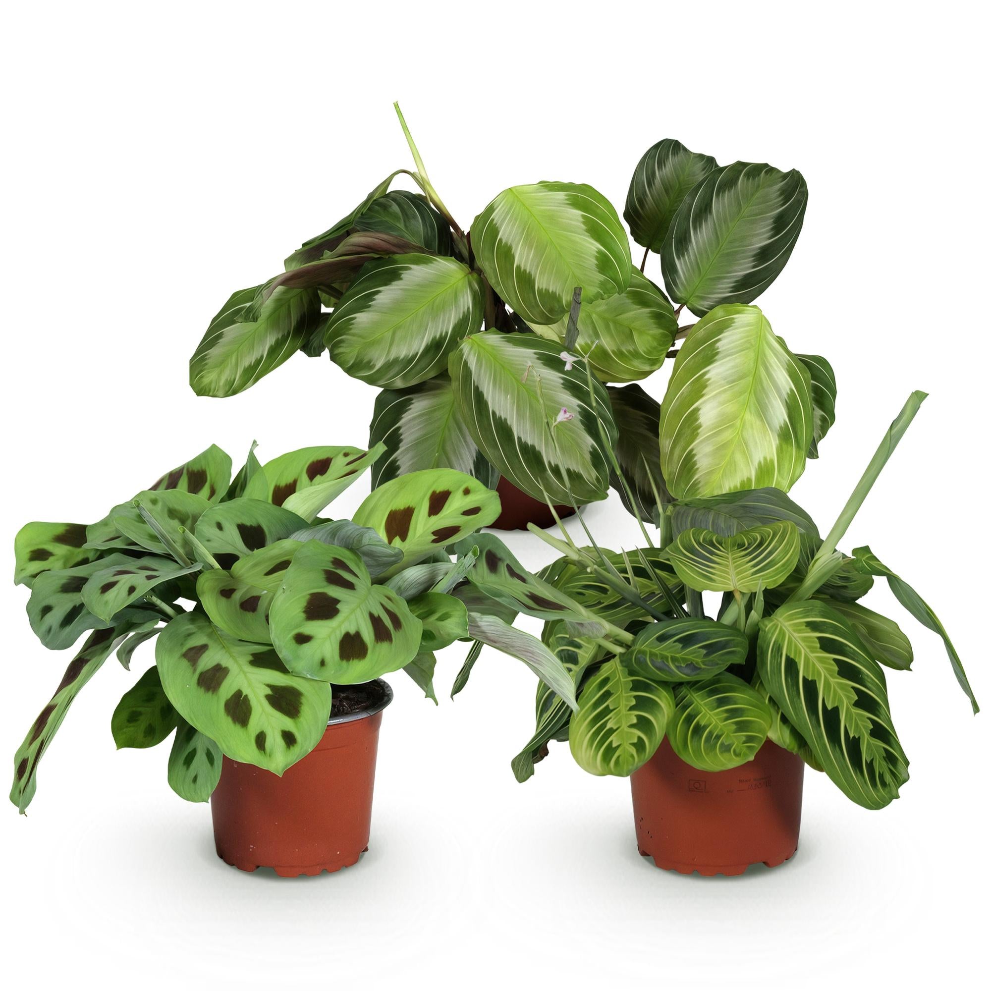 Green boutiQ - Kamerplant - Marantha Silverband, Marantha Lemon Lime Marantha Kerchoveana - Gebedsplant - Huisdiervriendelijke Plant - Groen - 3 Planten - Pot 12cm - Hoogte 25cm