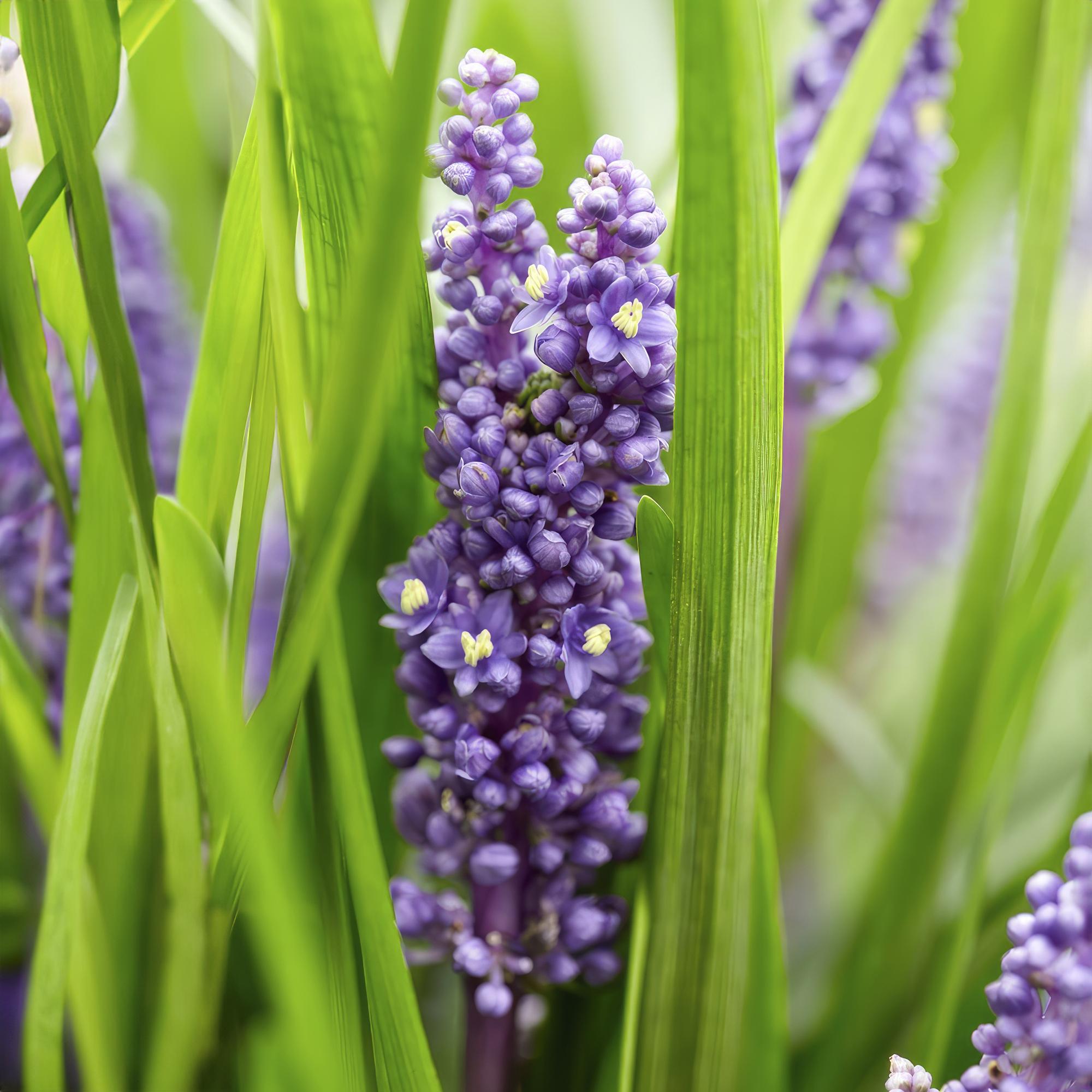 20x Liriope muscari 'Moneymaker' - ↕10-25cm - Ø9cm