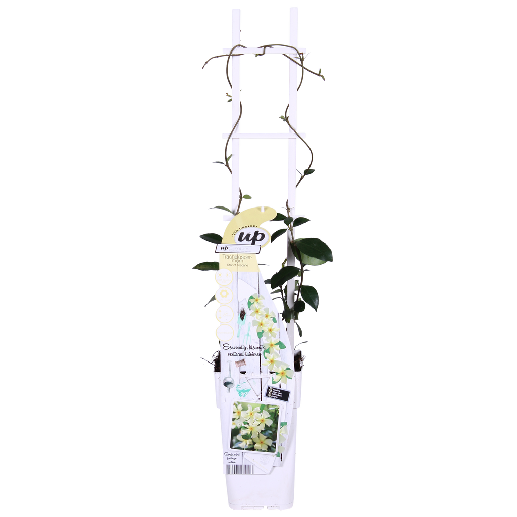 2x - Trachelospermum 'Star of Toscana' - ↨65cm - Ø15