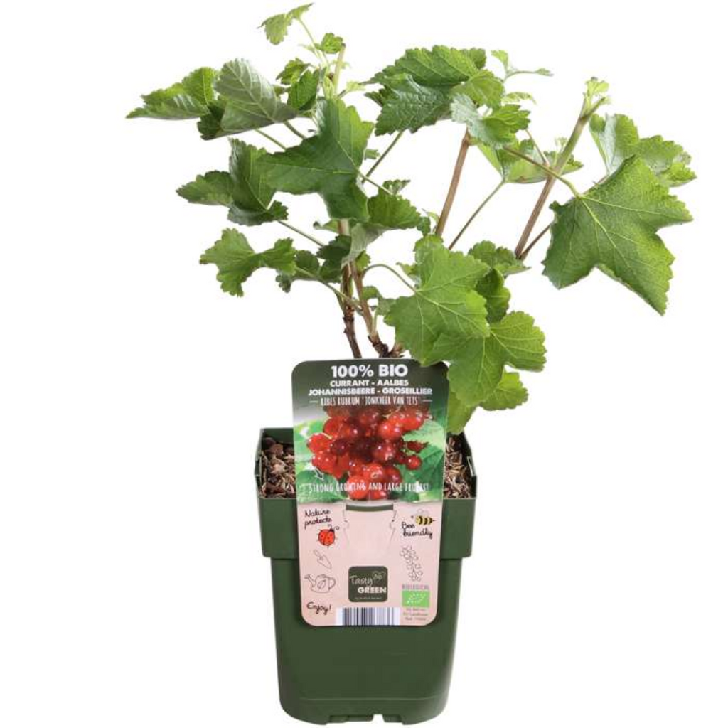 6 x Biologische Kruisbessenplanten - Ø 13 cm - ↨ 20 cm