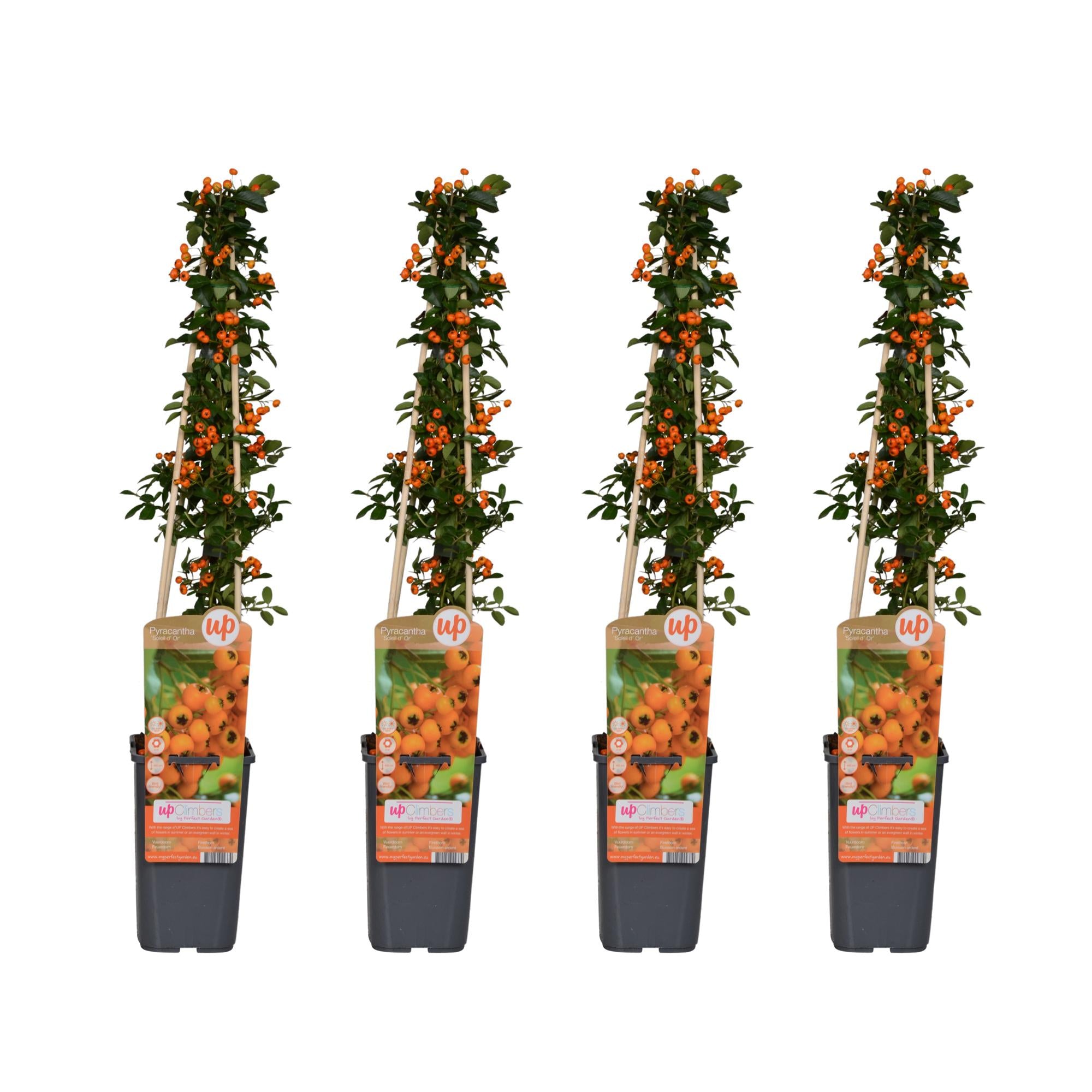 4x - Pyracantha 'Soleil dOr' - ↨65cm - Ø15