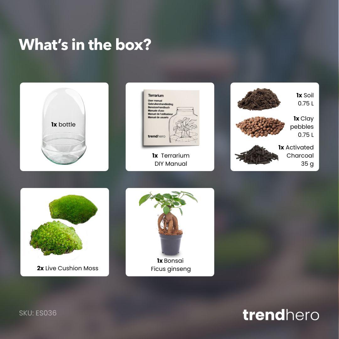 DIY Planten terrarium tweedelig bolglas - Egg XL Bonsai - Ø 17,5 cm ↑ 30 cm