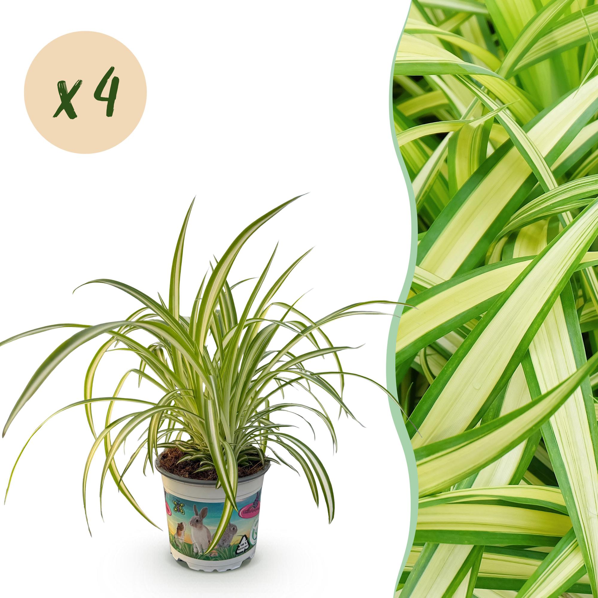 Green boutiQ - Kamerplant - Chlorophytum comosum Variegatum - Kattengras - Huisdiervriendelijk - Bont - 4 Planten - Pot 12cm - Hoogte 25-30cm