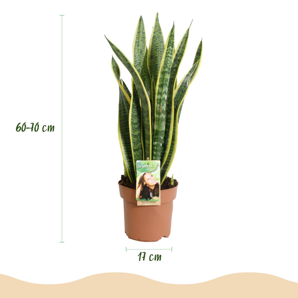Green BoutiQ - Green is... Kamerplanten - Sansevieria Laurentii - Vrouwentong - Weinig onderhoud - Groen - 1 Plant - Pot 17cm - Hoogte 60-70cm