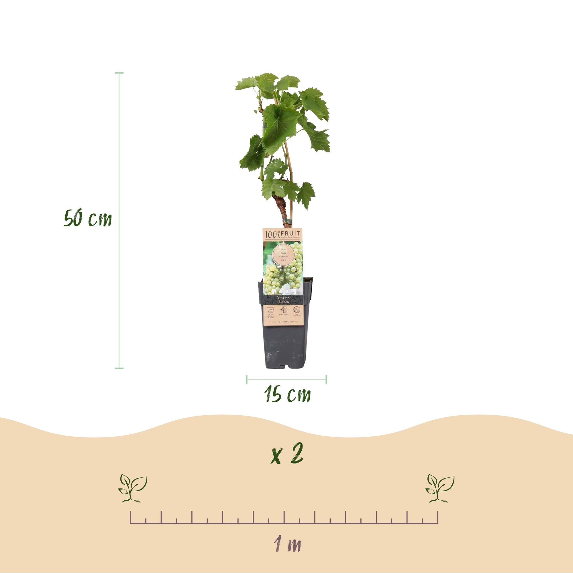 Green boutiQ - Fruitplant - Witte Druif - Vitis vinifera Bianca - 2 planten - Pot 15cm Hoogte 50cm
