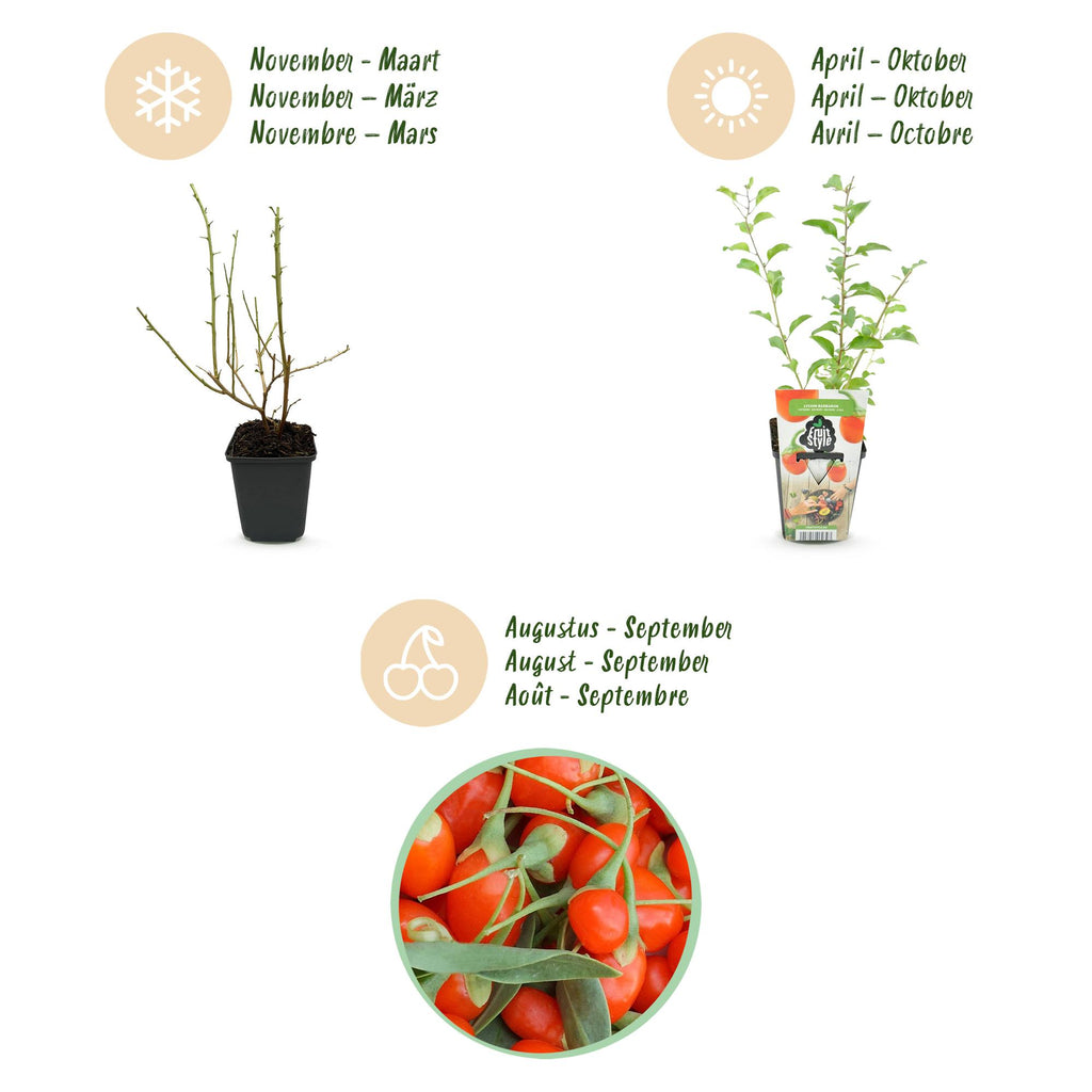 Green boutiQ - Fruitplanten - Goijbes - Lycium Barbarum - Winterhard - 6 Planten - Pot 9 cm - Oranje - Rode Vrucht