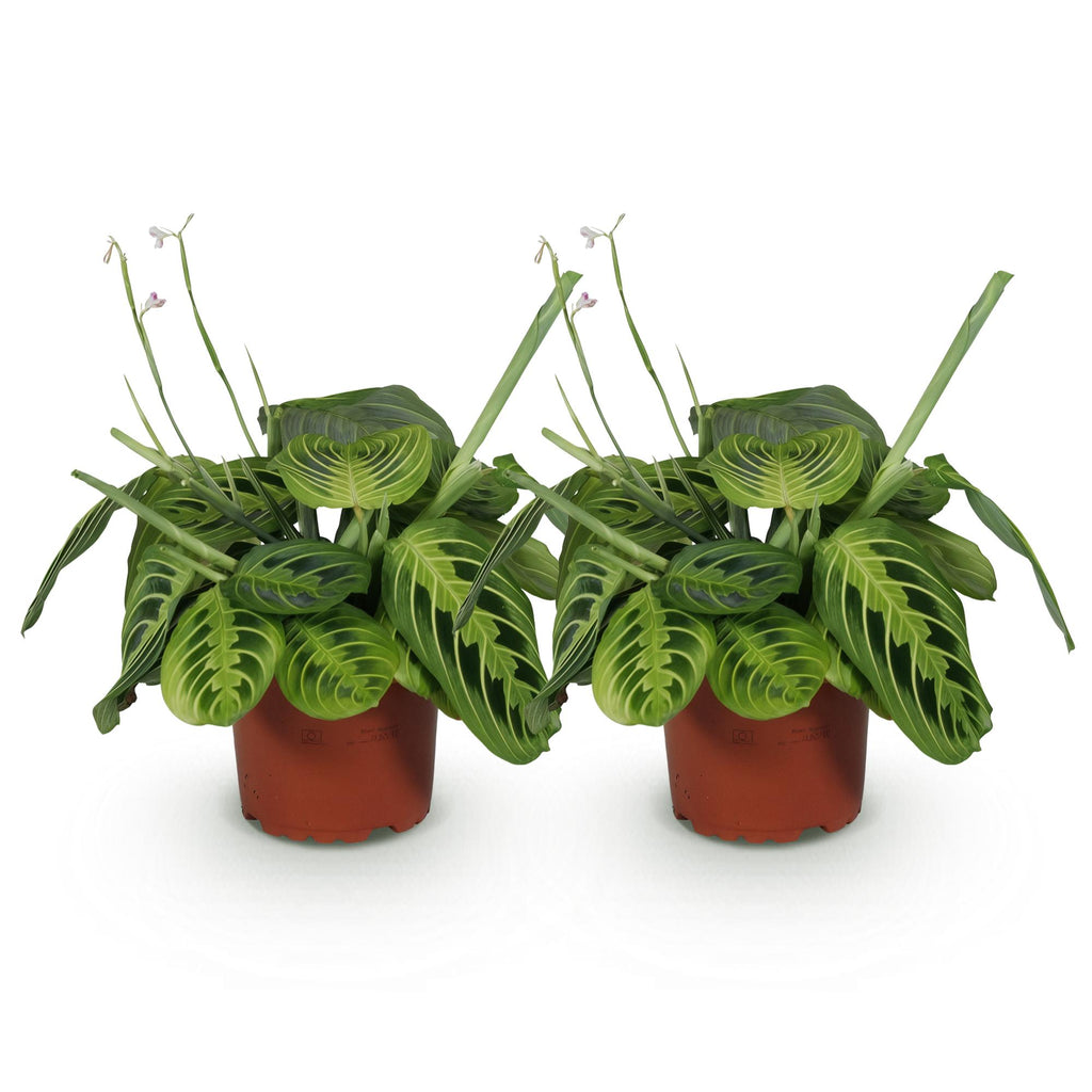 Green boutiQ - Kamerplant - Maranta Fascinator Lemon Lime - Gebedsplant - Huisdiervriendelijk - Groen - 2 Planten - Pot 12cm - Hoogte 30-35cm