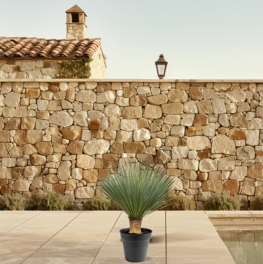 Yucca Rostrata - 80 - 100cm- Ø38