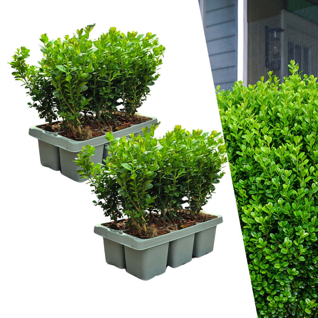 2 x 6-Pack Buxus NewGen Freedom – Winterharde Groenblijvende Struiken 12 x Ø7 cm - ↕15 cm | Compacte Buxus