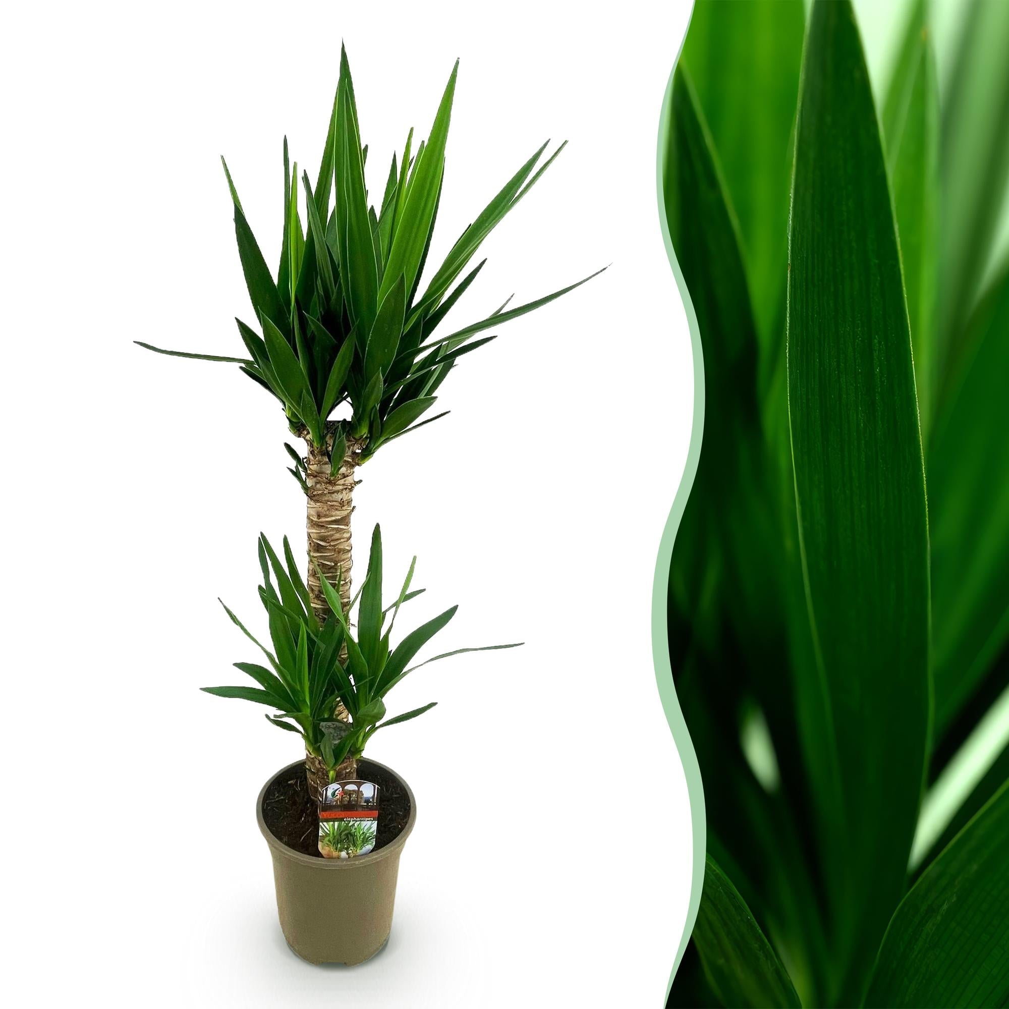 Green boutiQ - Kamerplant - Yucca elephantipes - Yucca - Weinig onderhoud - Groen - 1 - Pot 19cm - Hoogte 120cm