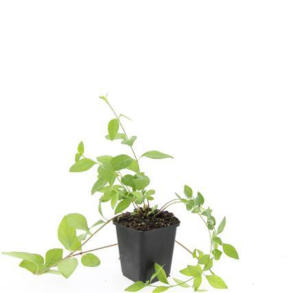 48x Vinca major 'Alba' - ↕10-25cm - Ø9cm