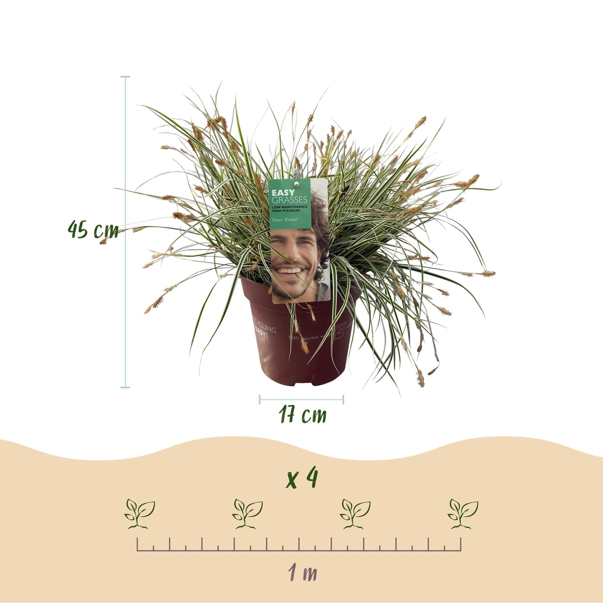 Green boutiQ - Siergrassen - Carex oshimensis Everest - Wit en Groen - 2 Planten - Bladhoudend - Weinig Onderhoud - Pot 17cm Hoogte 50cm