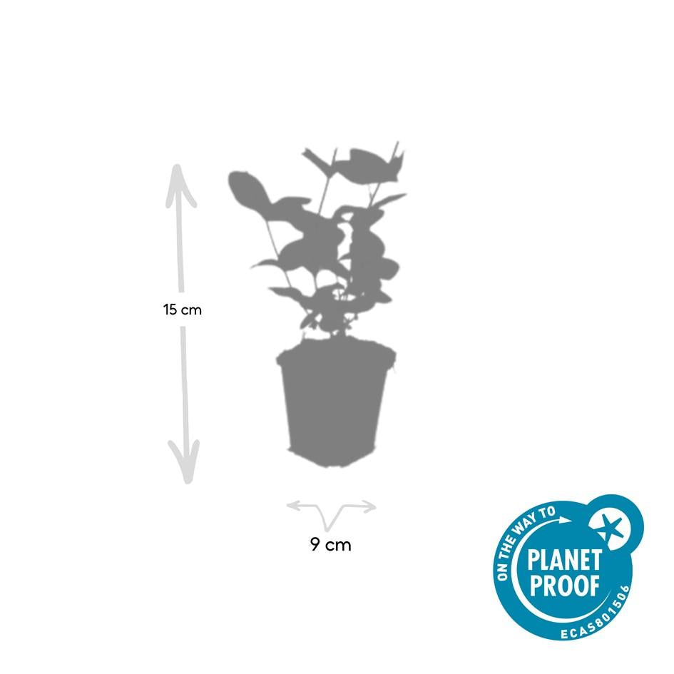 12x Hypericum inodorum 'Beauty' - ↕10-25cm - Ø9cm