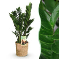 Green BoutiQ - Green is... Kamerplanten - Zamioculcas - ZZ-plant - Weinig onderhoud - met mand - Groen - 1 Plant - Pot 17cm - Hoogte 65-75cm